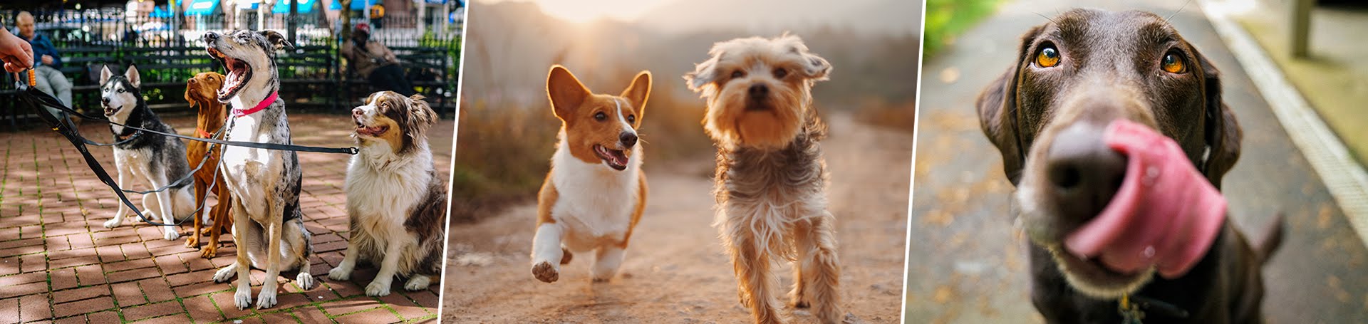 passeador de cães