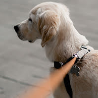 Passeador de Cães