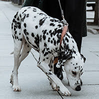 Passeador de Cães